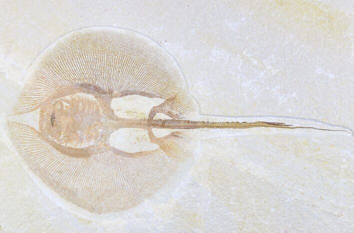 Fossil Juvenile Stingray (Heliobatis) - Wyoming #172941
